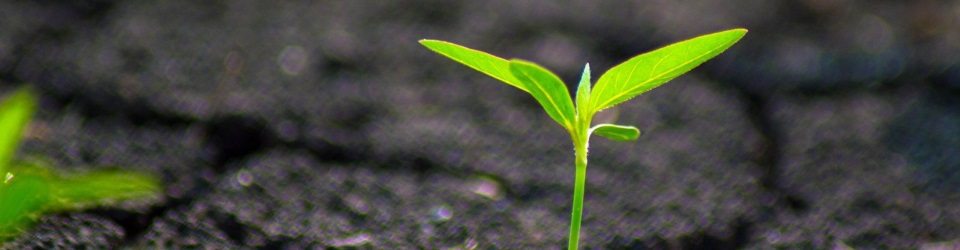 Il segreto della prosperità